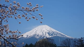 Mount Fuji, Japonsko, mt fuji, jaro, třešeň, sakura, jaro, třešeň, sníh, hora, zimní, zasněžené hory, strom