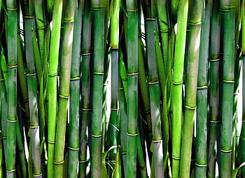 bamboos during daytime, bamboos, daytime, bamboo, forest, green, plant, wood, asia, japanese, oriental