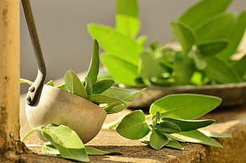 ladle, green, leaves, sage, herbs, culinary herbs, healthy, tea herbs, bless you, herbal plant, garden plant