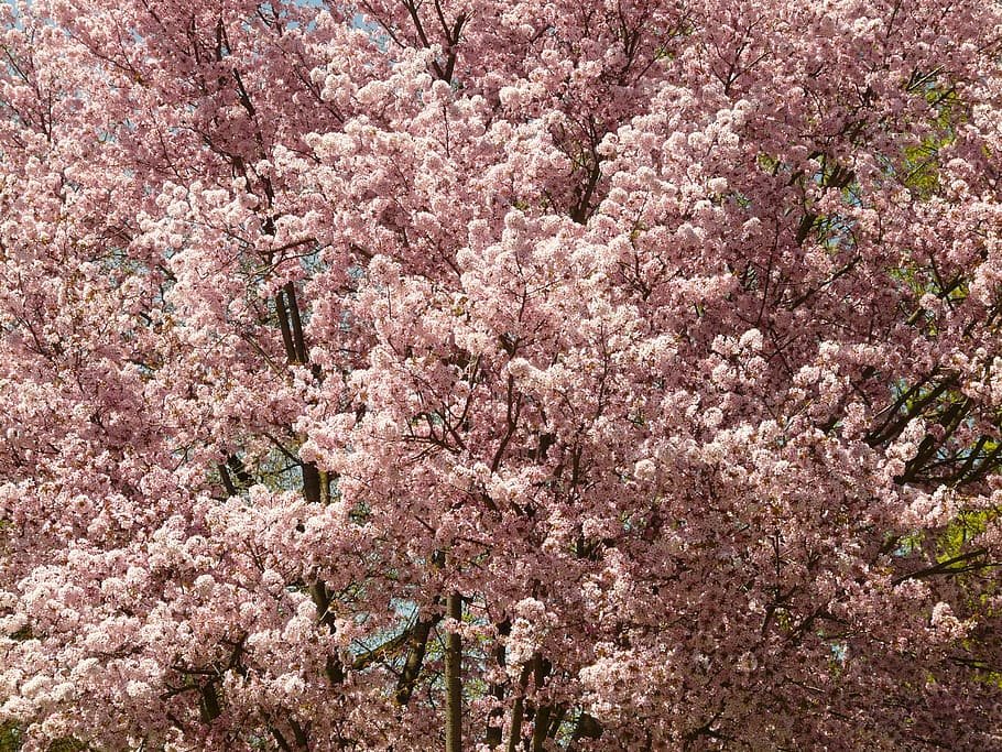 cherry blossom, blossom, bloom, tree, japanese cherry, japanese flowering cherry, prunus serrulata, oriental cherry, east asian cherry, ornamental cherry, ornamental plant