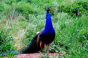 pavone, uccello, orgoglio, piuma, natura, animale, blu, colorato, pollame, bellissimo, piume