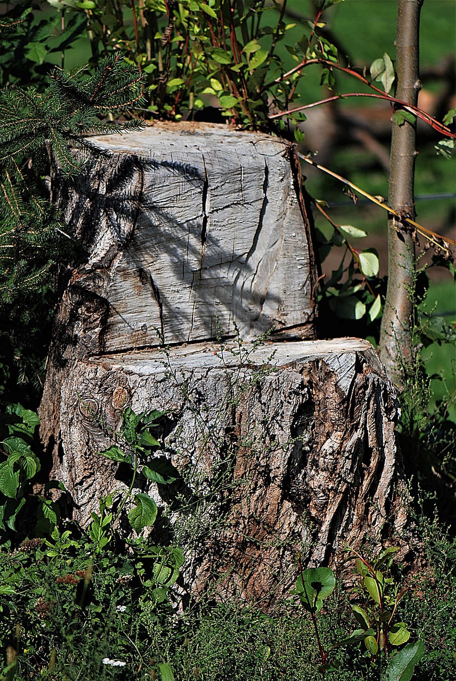 tree stump, seat, nature, sit