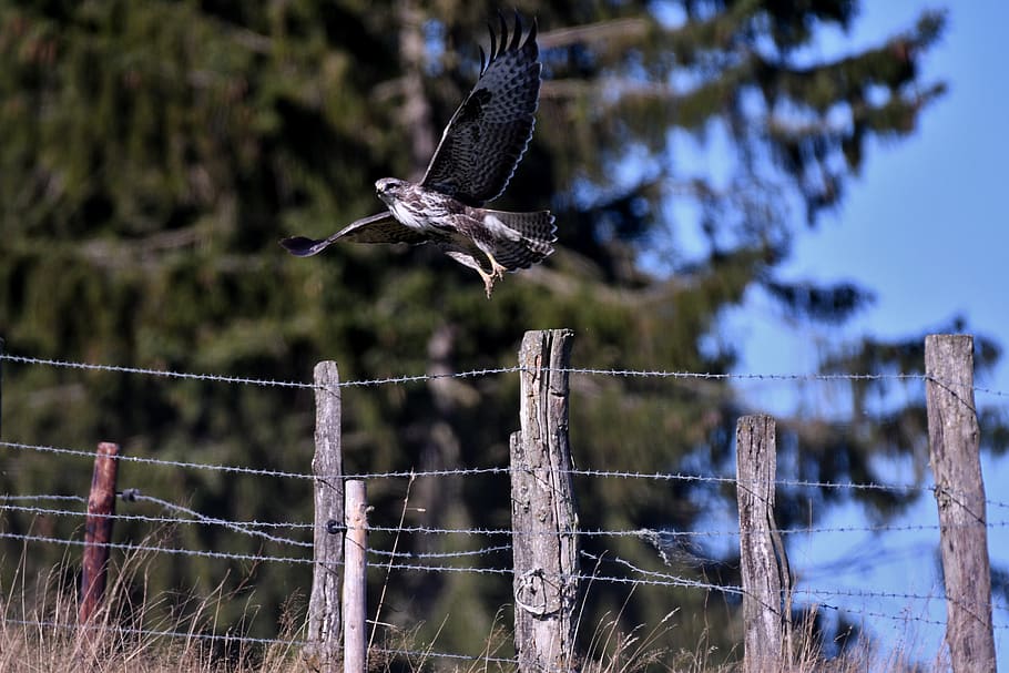 common buzzard, bird of prey, flying, plumage, bird, nature, wings, flight