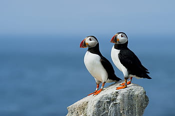 Due, uccelli, in piedi, superficie di roccia, uccello, becco, piuma, animale, volare, blu, natura