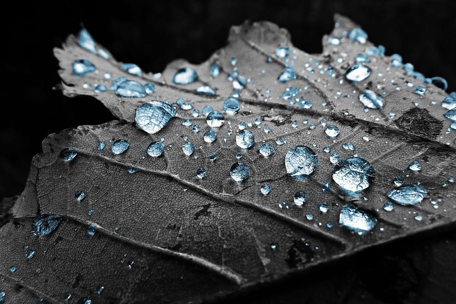 water, leaf, Sheet, Drops, Water, Drop, Macro, Dew, drop, dry, blue, grey