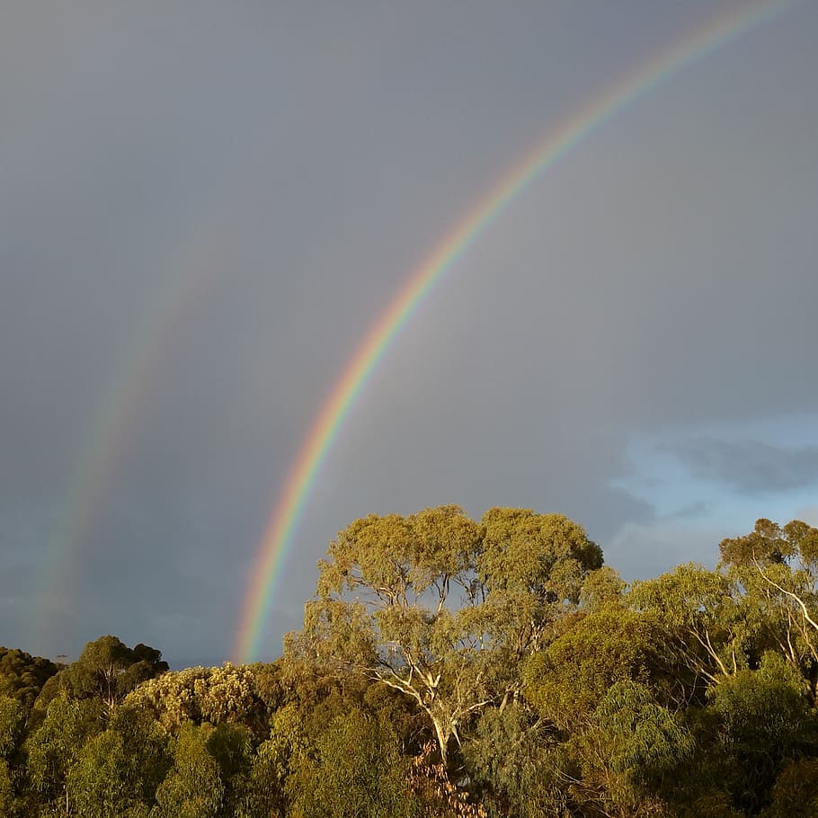 duhy, ráno, gumtrees