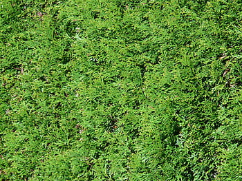 Thuya, Hedge, Tree Of Life, Thuja, thuya hedge, cypress under glass, cupressaceae, hedge plant, periwinkle, evergreen bush, immergrüner tree