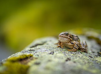 rock, wood, frog, reptile, animal, outdoor, green, blur