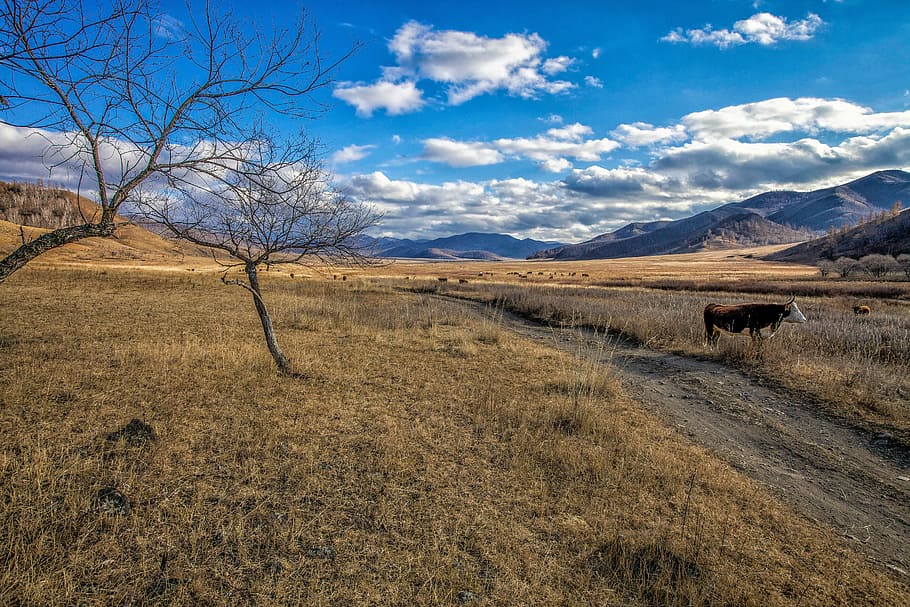 pozdní podzim, louka, kráva, pastvy, pruh, bogart vesnice, Mongolsko, Příroda, hora, krajina, scén