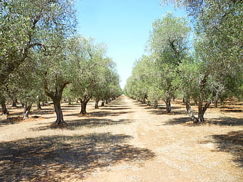 zelené stromy, olivový háj, puglia, olej, rostlin, zemědělství, sklizeň oliv, zelená, kultivovat, oliva, olivová ratolest