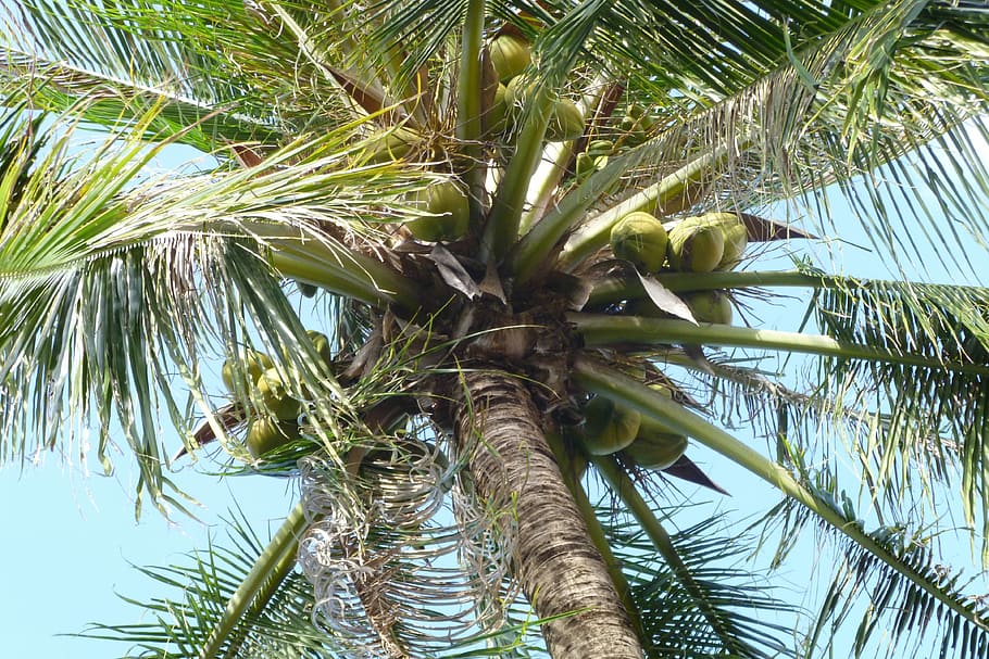 Thajsko, dlaň, Dovolená, Asie, samui island, ostrov, Příroda, palma, strom, palmový list, tropické klima