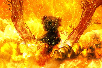 fire, horror, catastrophe, hell, disaster, australia, koala, animals, destruction, smoke, devastation