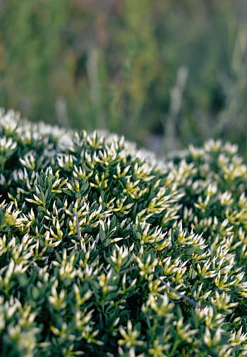 selektiv, fokus fotografie, Gras, Grün, Weiß, Blume, Feld, Pflanze, Bauernhof, Garten, Natur