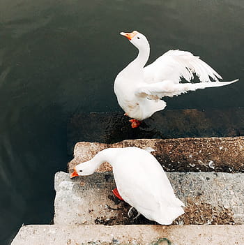 Due, bianca, anatre, scalino, corpo, acqua, giorno, arancia, pekin, corrente alternata, unità