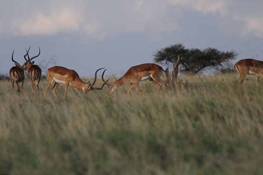 impala, prát se, Keňa