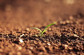green, leaf plant, sprouting, soil, nature, landscape, plant, grow, growth, dirt, seedling