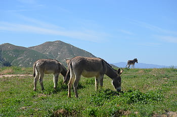 wild burros, california burros, animal, mammal, grass, nature, field