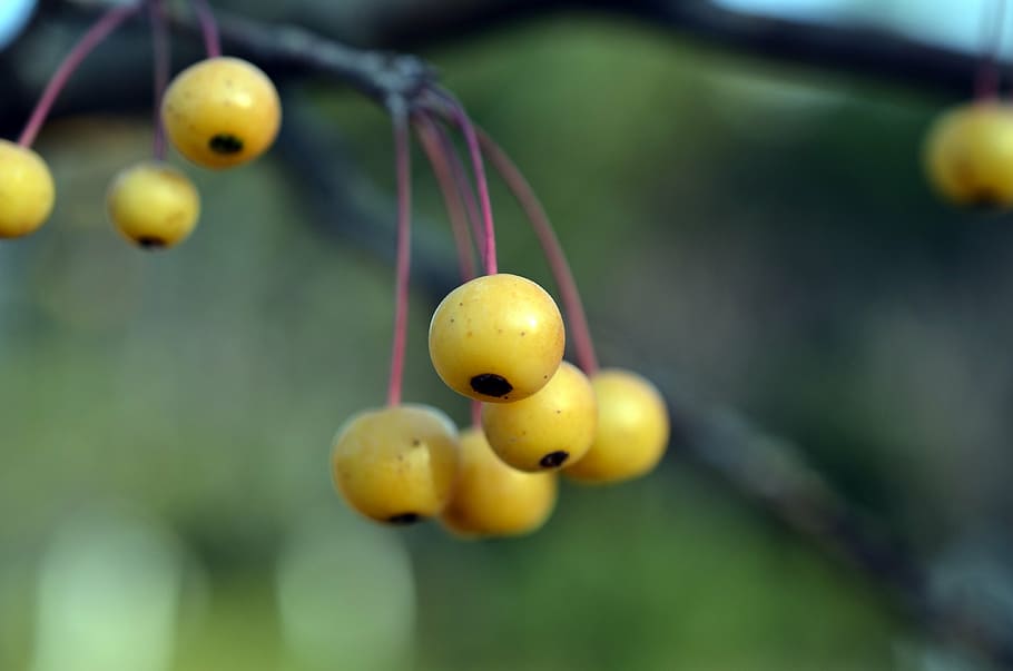 krabí jablka, begonie, cherry jablko, bobule, žlutá, Asie, ovoce