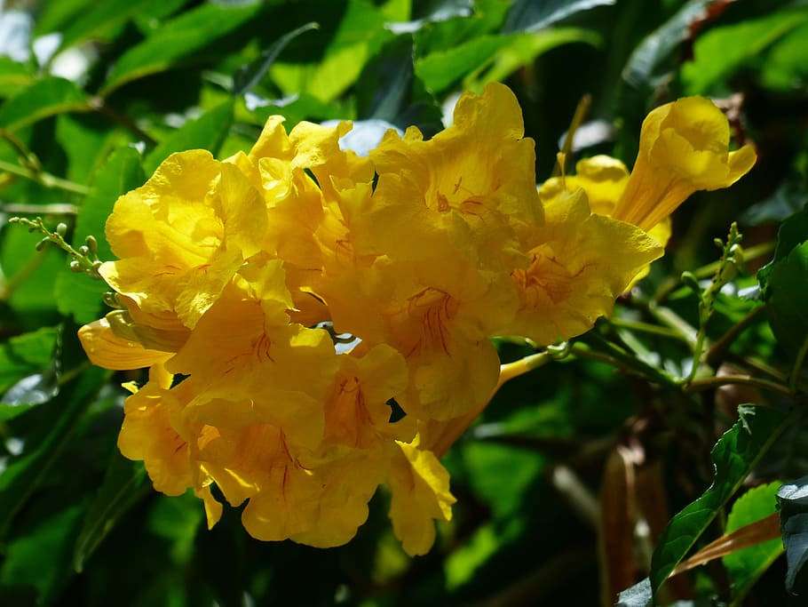 květiny, žlutá trumpeta květiny, tecoma stans, žlutá katalpa, žlutá trubka keř, bignoniaceae rostliny, bignoniaceae, keř, okrasné rostliny, okrasný keř, strom