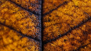 golden autumn, background, leaf, macro, season, nature, natural cycle, surface, structure, veins, old