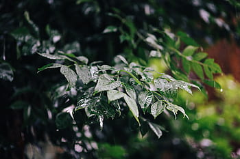 taman mata air basah, basah, taman musim semi, taman, hujan, daun, pohon, batu bulat, ranting, cabang, alam