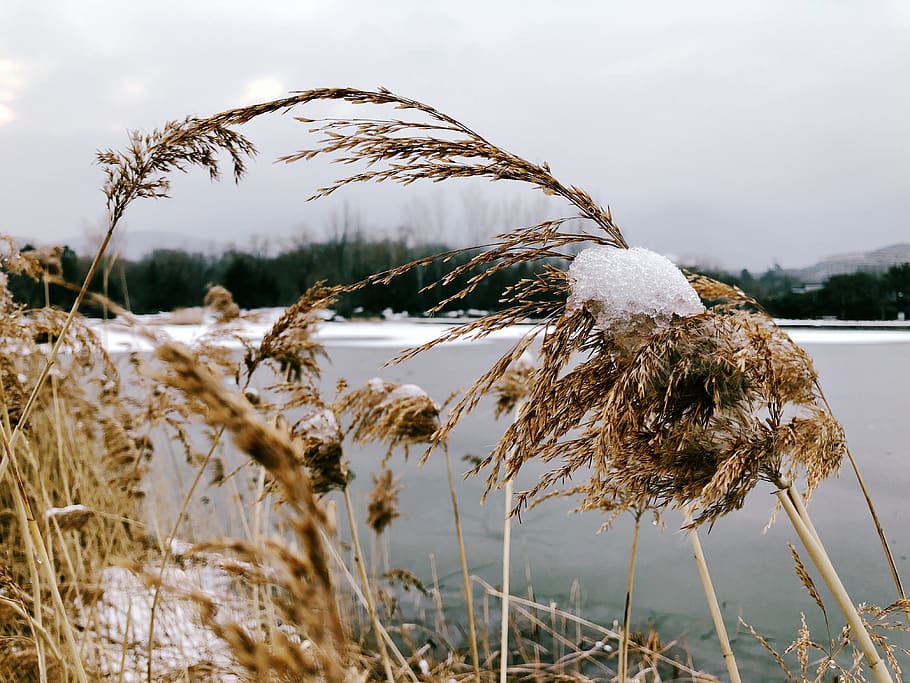 winter, gold, wheat, the silence