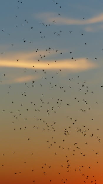 komár, roj, komáry, roj komárů, fliegenschwarm, zadní světlo, hmyz, nekouskující ponožky, chironomidae, taneční komáři, komárů hejna