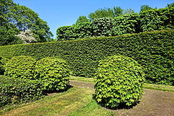 green, leafed, plant, front, plant wall, shorn hedge, shorn bush, hedge, bush, foliage, pruning