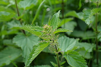 stinging nettle, plant, weed, urtica, stinging nettle plant, urticaceae, urtica dioica, food plant, burn, burning hair, painful