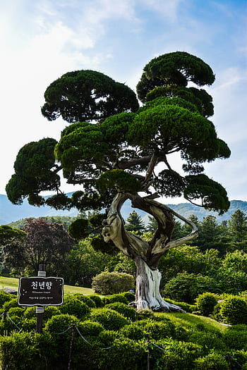 tree, bonsai, garden, plant, nature, japanese, earth, green, environment, leaves, ecology