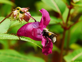 springkraut indiano, balsamo himalayano, Hummel, insetto, annuale, fiore selvaggio, erba rossa, rosa, fiorire, fioritura