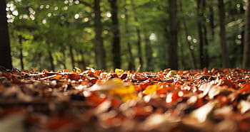 detailní fotografie, suší se, listy, zelená, stromy, hnědý, během dne, podzim, rozmazaný, les, Příroda