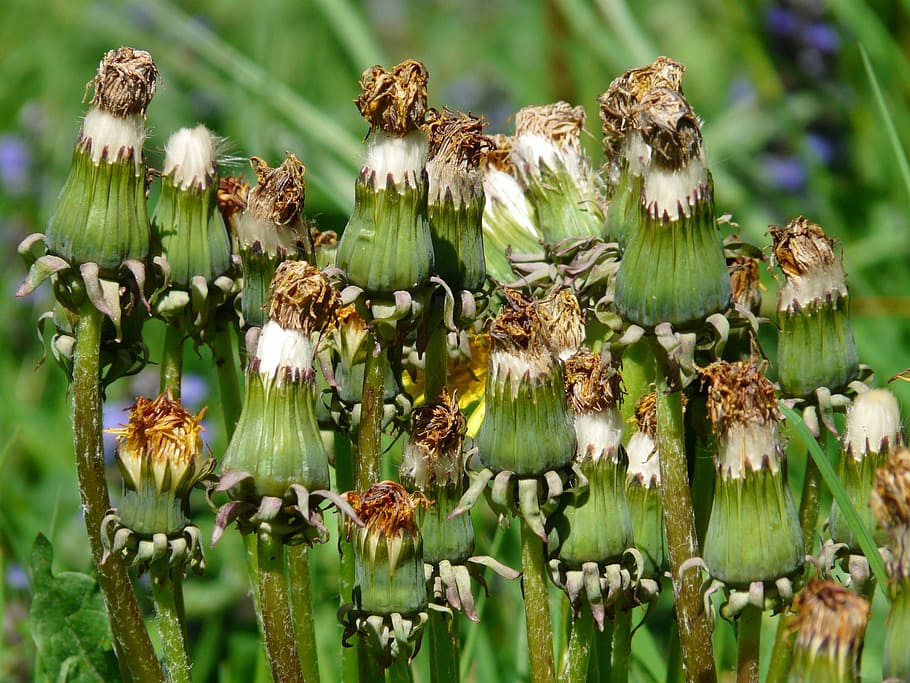 common, dandelion, pointed, Common Dandelion, Flower, pointed flower, inflorescence, faded, taraxacum sect ruderalia, taraxacum, weed