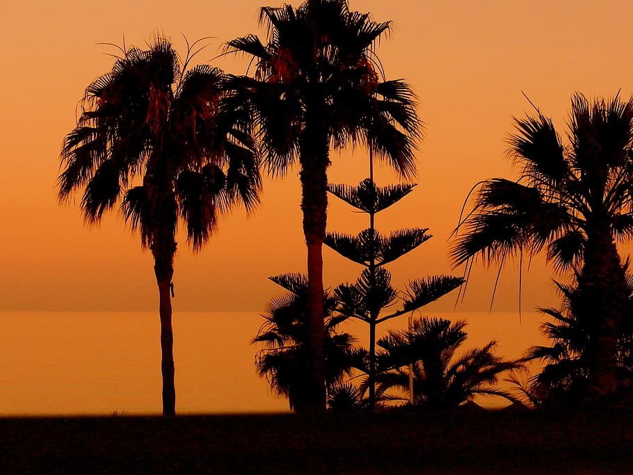 Palm Trees, Sunset, Beach, Nerja, sunset, beach, palm tree, tree, silhouette, tropical climate, tree trunk