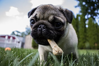 close, fawn pug puppy, grass field, puppy, bone, dog, pet, animal, food, chewing, eating
