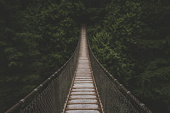 brown, bridge, covered, trees, dark, plant, nature, forest, travel, hanging bridge, adventure