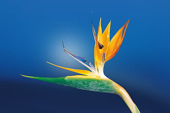 زهرة التوضيح،  caudata،  strelitzia،  طائر الجنة زهرة،  بساتين الفاكهة strelitzia،  حديقة نباتات،  أفريقيا،  حديقة،  غريب،  الانتشار،  كسر