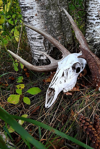deer, skull, antlers, outdoors, birch, wildlife, wallpaper, wallpapers, background, animals, nature