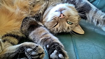 foto, marrom, malhado, gato, relaxamento, preocupações, sono, equilíbrio, relaxar, tranquilo, animal
