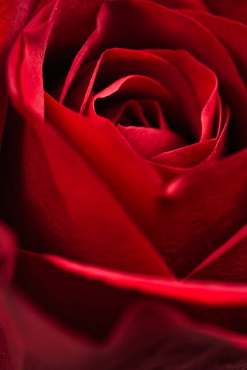red, rose, macro, rose background, blossom, red rose, nature, romantic, closeup, rose petal, valentines