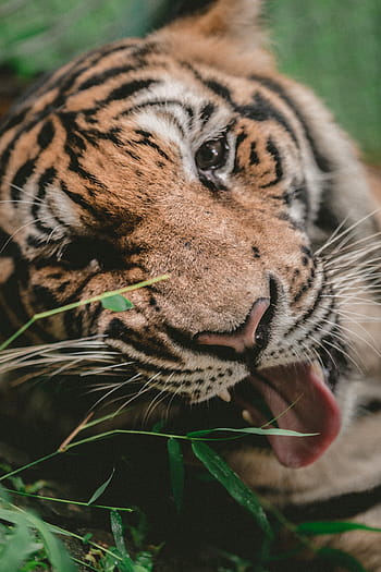 shallow, focus photography, tiger, animal, wildlife, nature, bamboo, leaf, undomesticated Cat, carnivore, mammal