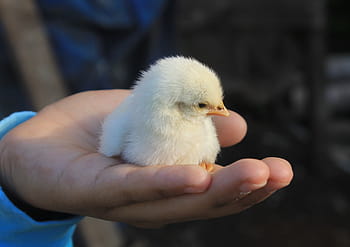 white, chick, person hand, chicken, cute, baby bird, small, fluffy, animal