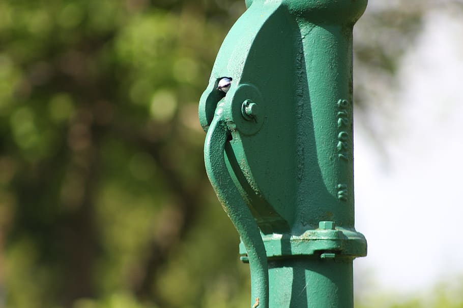 garden, nesting place, blue tit, pump, nature, einflugloch
