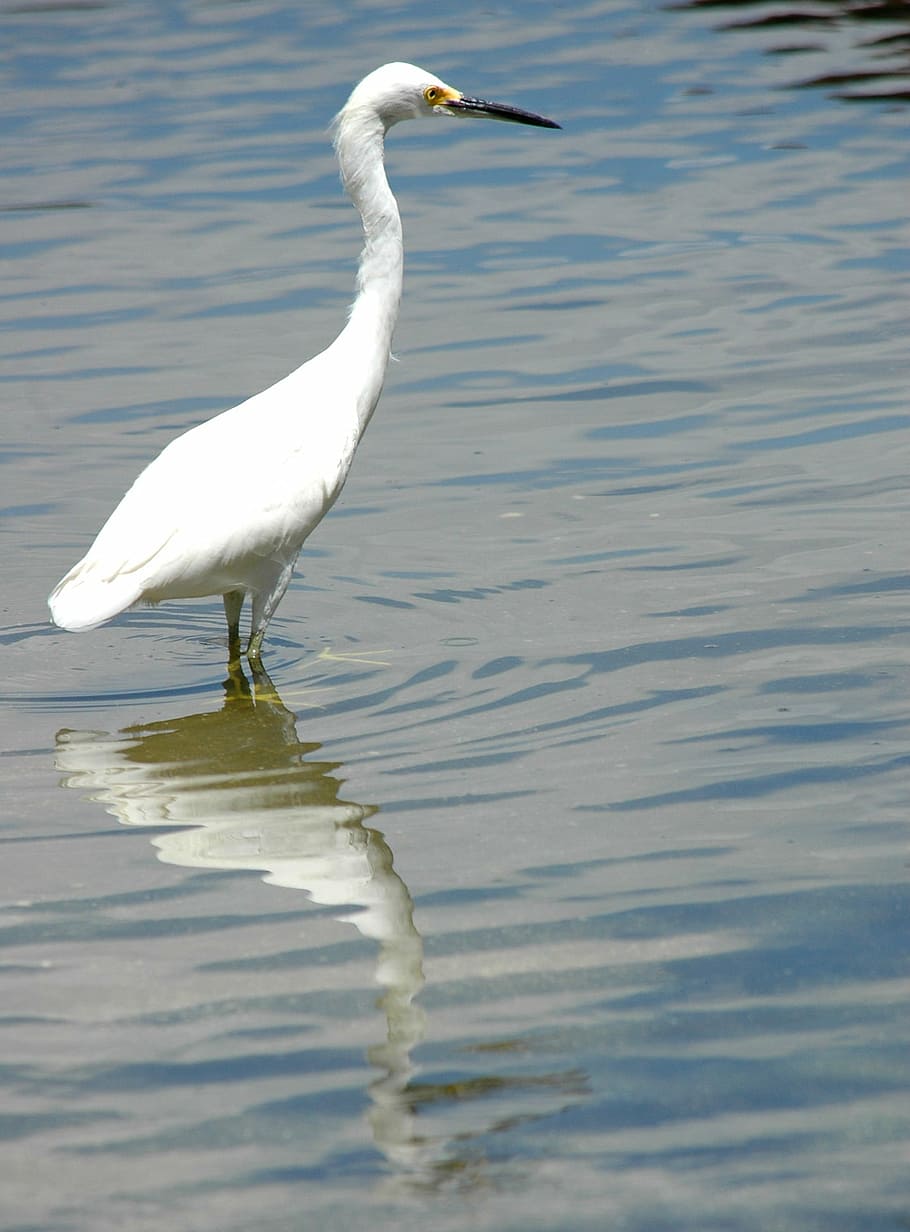 egret, bird, egretta, water, reflection, water bird, wader, avian, hunter, predator, white
