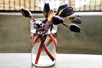 cup, water, flowers, no one, glass, the dish, transparent, bath, morning, sunrise, glow
