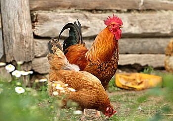 braun, Hahn, Henne, Stehen, Boden, tagsüber, Schwanz, Hähnchen, Dorf, Hof, Familie