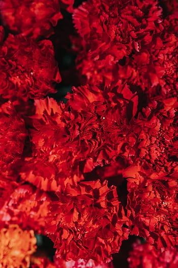 ramos de flores de colores, Colección, colorido, flor, ramos de flores, rosas, flora, hermosa, ramo, bonita, rojo