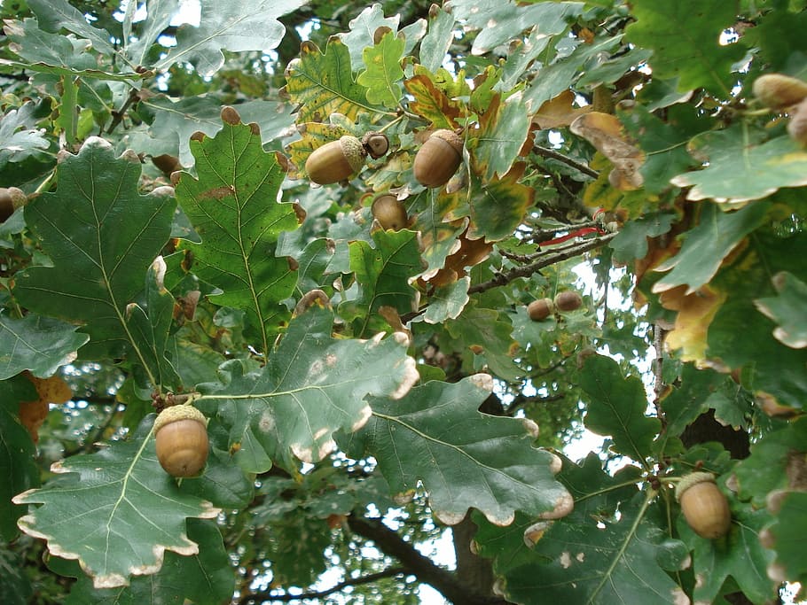 oak, oak leaves, acorns, leaves, food, nature, fruit, leaf, agriculture, organic, ripe