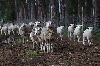 pecora, agnello, animale, mandria, natura, suolo, all'aperto, filo, recinto