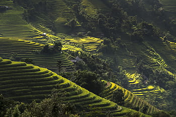 machu picchu, peru, vietnam, rice, rice field, ha giang, terraces, hoang su phi, travel, the landscape, natural, mountain